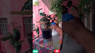 How to use shampoo spray Relief MealyBug Insect Plants Friendlyshorts viralvideo trendingshorts [upl. by Nobell96]