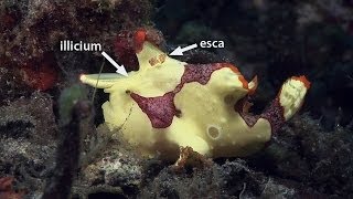 Mucky Secrets  Part 10  Frogfishes  Lembeh Strait [upl. by Ecinad]