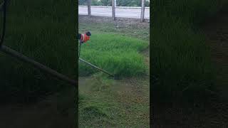 TRIMMING THE THICK GRASS cuttinggrass lawncare weedeater satisfying grasscutterbrushcutter [upl. by Joanna]