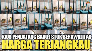 UPDATE HARGA  50 EKOR ROBINWAMBIPOKSAYCUCAK IJO DLL DI PASAR BURUNG PRAMUKA KIOS LANGGENG JAYA [upl. by Hollenbeck593]