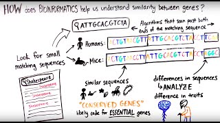 Bioinformatics for beginners  Course  Python programming  DNA and Protein sequence manipulation [upl. by Tufts]