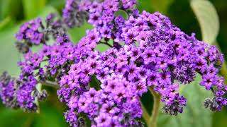 How to Grow Heliotrope [upl. by Bratton437]