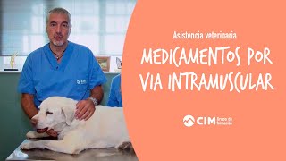 Administración de medicamentos por vía intramuscular a animales  CIM Formación [upl. by Stein]