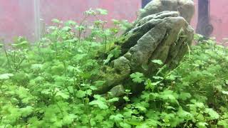 Hydrocotyle tripartita in my small tank [upl. by Trela]