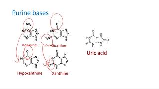 Structure of Purine and Pyrimidine Bases [upl. by Marita648]