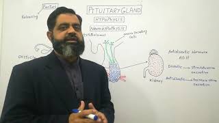 Pituitary Gland posterior lobe UrduHindi medium profmasoodfuzail Hormones of Neurohypophysis [upl. by Landrum]