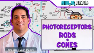 Special Senses  Photoreceptors  Rods and Cones [upl. by Attemaj]