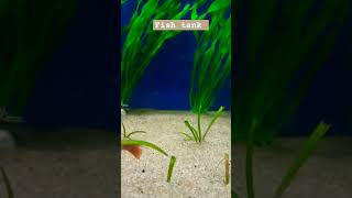 Guppies Aquarium tank guppylover guppy bettafish trending 1 [upl. by Vi]