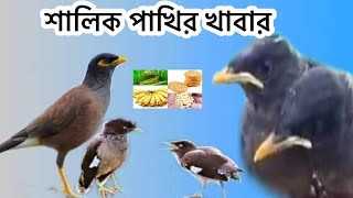 শালিক পাখির খাবার ।আমি কি কি দেই ।shalik pakhir kabar ।Kota bola pakhi [upl. by Alul]