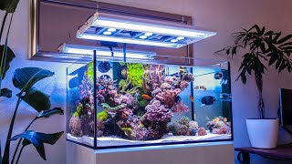 The CLEANEST Reef Tank Ive Ever Seen [upl. by Myke]