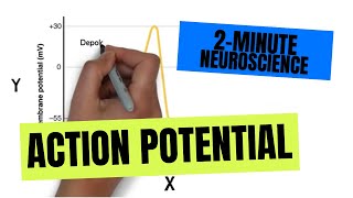 2Minute Neuroscience Action Potential [upl. by Andros]