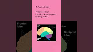 Lobes of the Brain amp Their Functions youtubeshorts shortsvideo [upl. by Incrocci943]