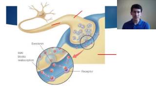 Psychopathology biological treatment OCD AO1 [upl. by Siward]