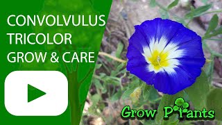 Convolvulus tricolor  grow amp care Dwarf morningglory [upl. by Ogir]