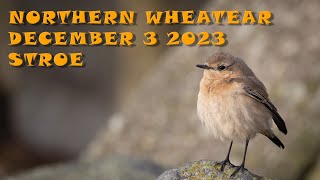 Northern Wheatear at Stroe [upl. by Nohtanoj]