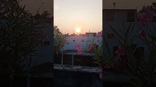 Terrace garden mein phoolon ki baharyoutubeshorts nature terracegarden [upl. by Bail]