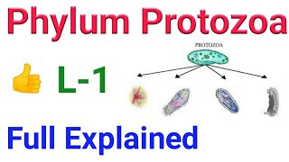 phylum protozoa General character and classification of phylum protozoa  Full explained  NEET [upl. by Drol]