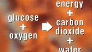 Respiration as a Chemical Equation [upl. by Ong]