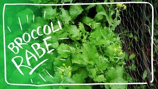 Growing and Enjoying Broccoli Rabe from Seed  Broccoli Raab  Rapini [upl. by Gold]