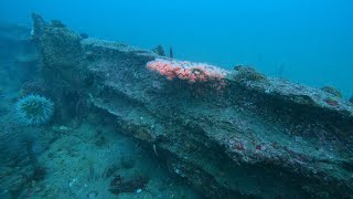 Grand circuit dive to barge wreck metridium field middle reef and breakwater wall Monterey CA [upl. by Ahsiuqat830]