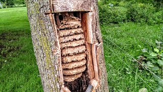 European Hornets Wasps Massive swarm Removal Inside tree [upl. by Norma]