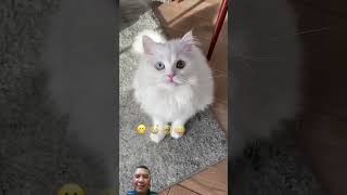 funny cat smile kitten kucing lucuu cat catlover funny fyp viralvideo ytshorts shorts [upl. by Seka]