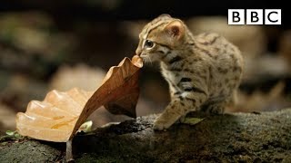 Worlds smallest cat 🐈 BBC [upl. by Ohare906]