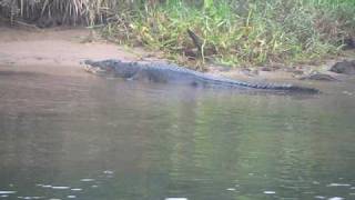 Chris Dahlbergs Daintree River Tours [upl. by Abernon]