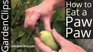 Paw Paw Tree  Asimina triloba  How to eat a PawPaw fruit and harvest seeds pawpaw [upl. by Airdnua]