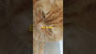 comedy fun funny cat  entertainment jokes  cat comedy funnyshorts babu love ytshorts [upl. by Nauwtna]