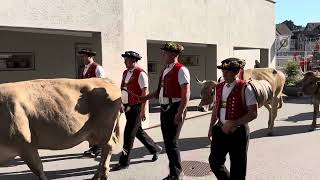 Alpabzug Appenzell 2023 Cowparade Appenzell Switzerland [upl. by Miguelita]