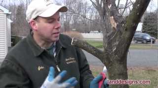 How to Prune Not Kill Trees and Shrubs [upl. by Ilujna]