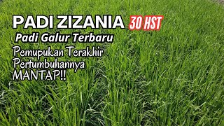 Padi ZIZANIA Umur 30hst ISTIMEWAH‼️pemupukan Terakhir [upl. by Retluoc]