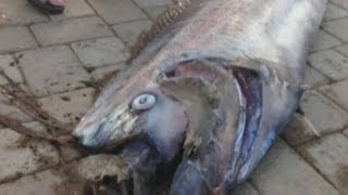 Giant 18foot oarfish found off California coast [upl. by Gifford323]