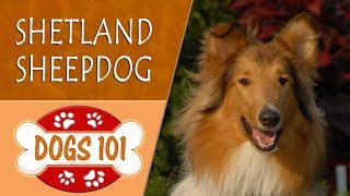 Dogs 101  SHETLAND SHEEPDOG  Top Dog Facts About the SHETLAND SHEEPDOG [upl. by Killoran]