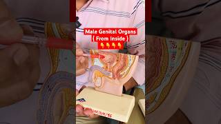 Male Genital Organs from inside shorts viral [upl. by Roel]