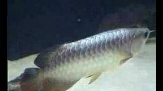 Pahang Gold XB Arowana [upl. by Occor625]