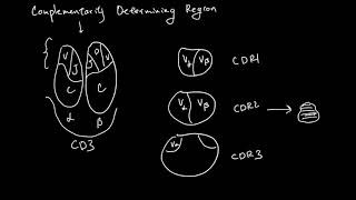 Complementarity Determining Regions [upl. by Ybbor]