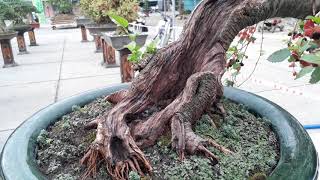 Mulberry bonsai tree  Beautiful bonsai [upl. by Perceval]