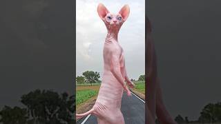 Sphynx super cat dance Vira cat 🤓🤠👍🧐🤓🤠👺👺👺👺👺👺👺👺👺 [upl. by Clotilde]