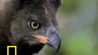 Honey Badger Narrates Water Chevrotains Are Adorable Crowned Eagles are Nasty [upl. by Nosle]