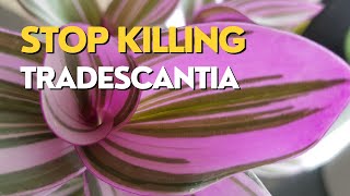 Whats Wrong With My Inch Plant  Tradescantia Care Guide [upl. by Lacim264]