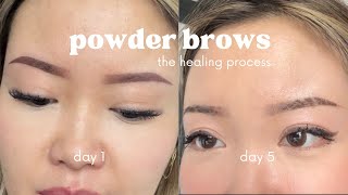 ombre powder brows healing process  5 weeks [upl. by Yadnus]