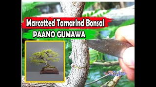 PAANO GUMAWA NG BONSAI TAMARINDSAMPALOK NA MARCOTTEDTHE EASY WAY TO MAKE MARCOTTED BONSAI [upl. by Ferren]