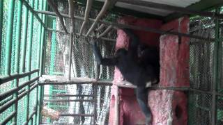 Chimps fighting over a soccer ball [upl. by Francesca]