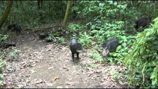 Close call with a pack of peccaries [upl. by Ronal496]