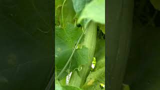 Luffa Gourd hiding under a leaves [upl. by Halland624]