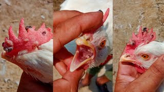 Fowl Pox Sings Prevention Causes Diagnosis Treatment and Vaccine in Chickens and Turkey Poultry [upl. by Ybroc]