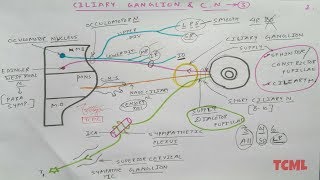 Ciliary Ganglion and Oculomotor Nerve  2  NeuroAnatomy  TCML [upl. by Yralam]