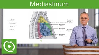 Mediastinum Lungs mediastinum and cardiac valves – Anatomy  Lecturio [upl. by Almire285]